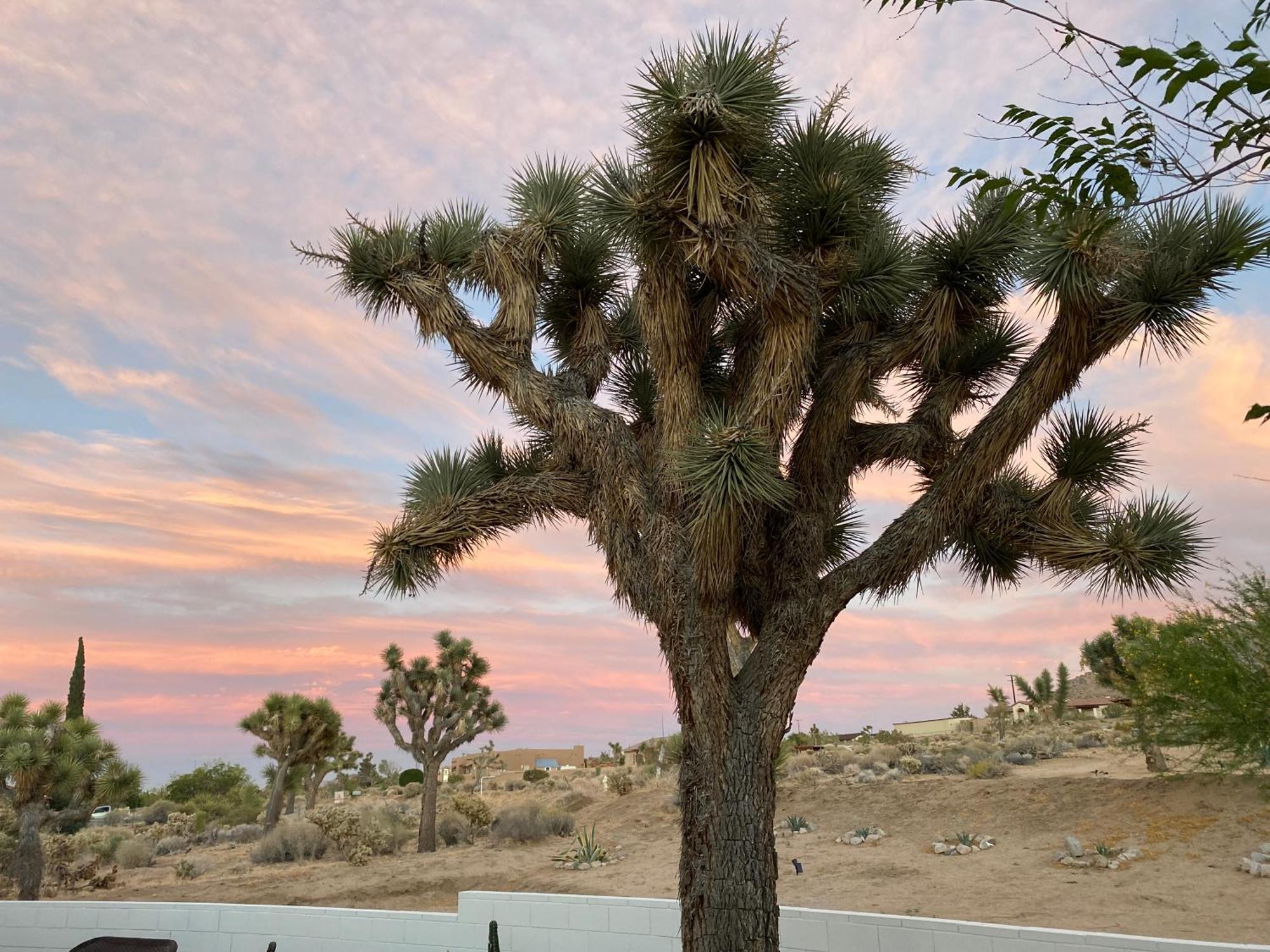 Electroliquid'S Casa Pueblo Joshua Tree Villa Екстериор снимка